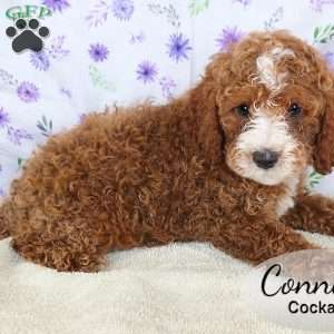 Conner, Cockapoo Puppy