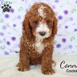 Conner, Cockapoo Puppy