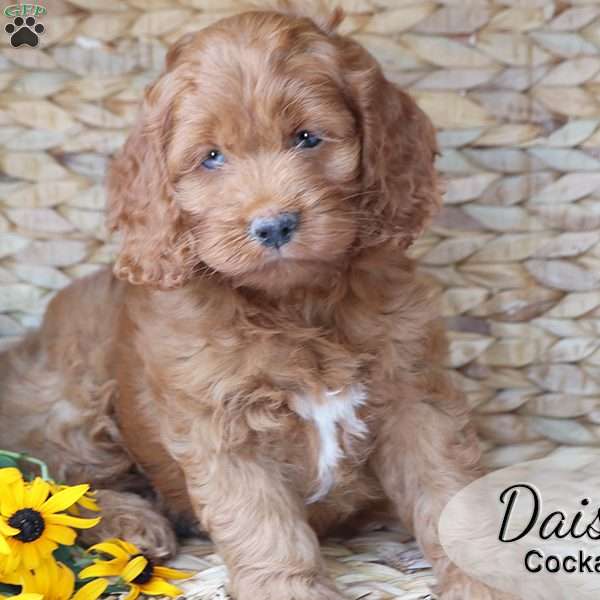 Daisy, Cockapoo Puppy