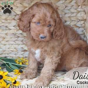Daisy, Cockapoo Puppy