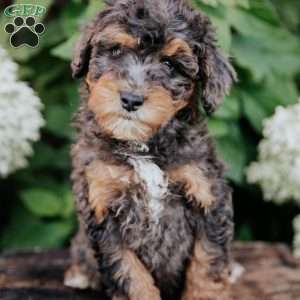 Dallas, Mini Bernedoodle Puppy