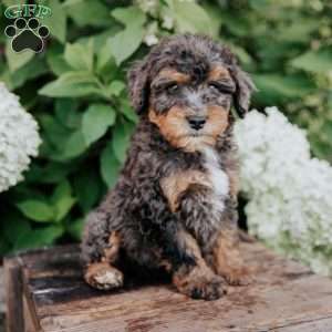 Dallas, Mini Bernedoodle Puppy