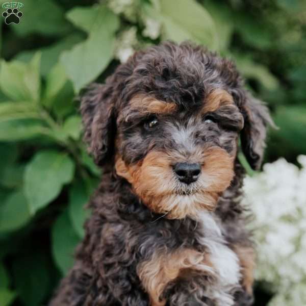 Dallas, Mini Bernedoodle Puppy