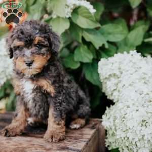 Dallas, Mini Bernedoodle Puppy