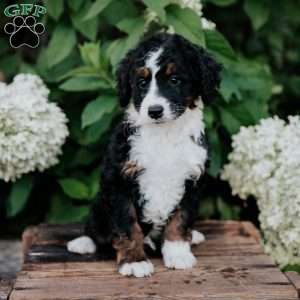 Danny, Mini Bernedoodle Puppy