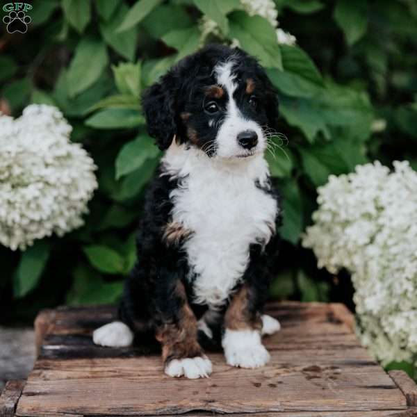 Danny, Mini Bernedoodle Puppy