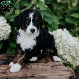 Danny, Mini Bernedoodle Puppy