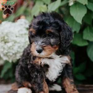 Dino, Mini Bernedoodle Puppy