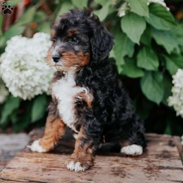 Dino, Mini Bernedoodle Puppy