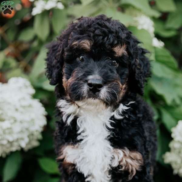 Donald, Mini Bernedoodle Puppy