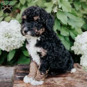 Donald, Mini Bernedoodle Puppy