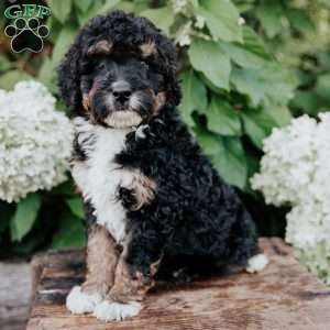 Donald, Mini Bernedoodle Puppy