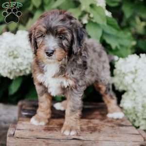 Dustin, Mini Bernedoodle Puppy