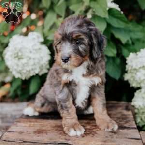 Dustin, Mini Bernedoodle Puppy