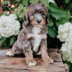 Dustin, Mini Bernedoodle Puppy