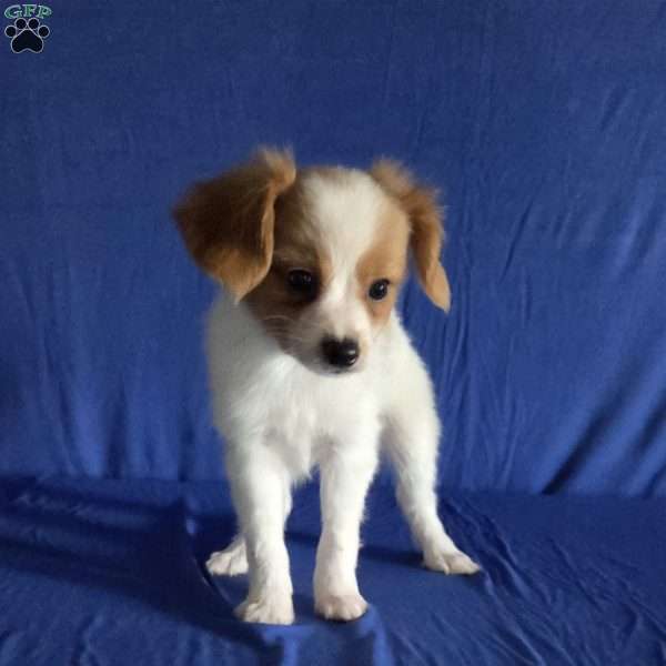 Denver, Papillon Puppy