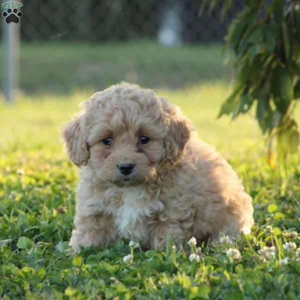 Eddison, Maltipoo Puppy