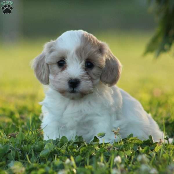 Ember, Maltipoo Puppy