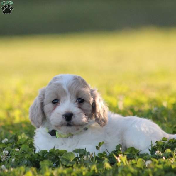 Emmi, Maltipoo Puppy