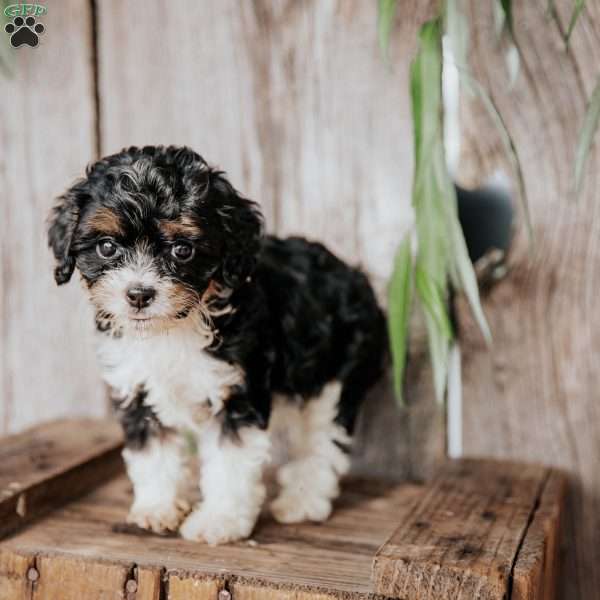 Bessie, Cavapoo Puppy