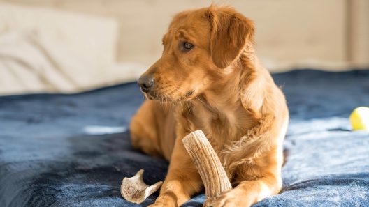 Dog Bones: Which Chews Are Safe?