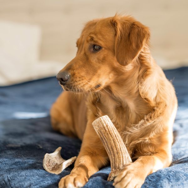 golden retriever chewing on elk antler dog chew