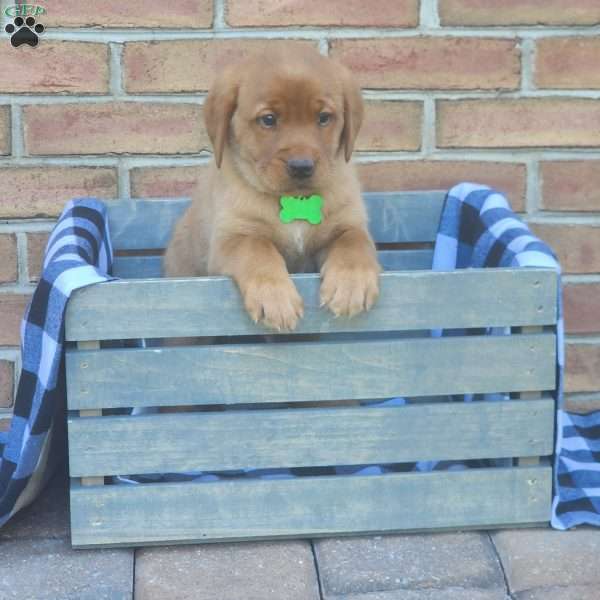 Gunner, Fox Red Labrador Retriever Puppy