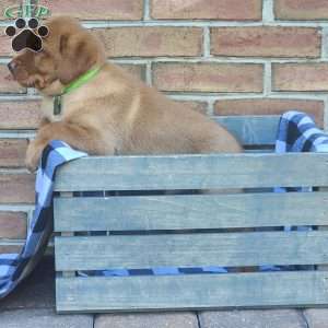 Gunner, Fox Red Labrador Retriever Puppy