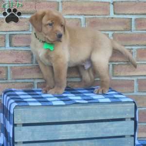 Gunner, Fox Red Labrador Retriever Puppy