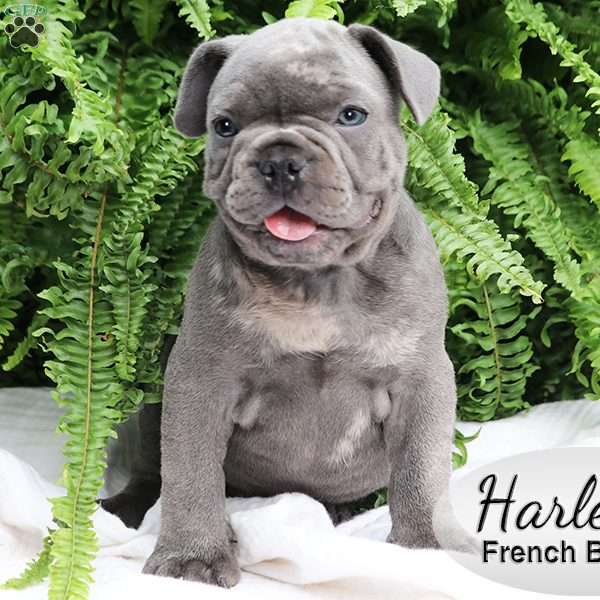 Harley, French Bulldog Puppy