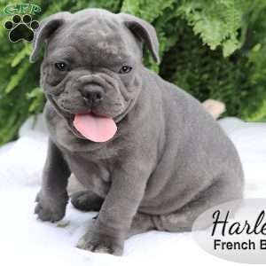 Harley, French Bulldog Puppy