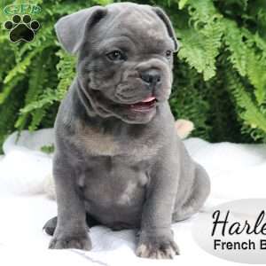 Harley, French Bulldog Puppy