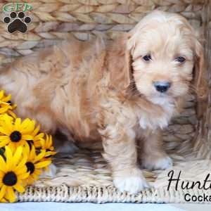 Hunter, Cockapoo Puppy