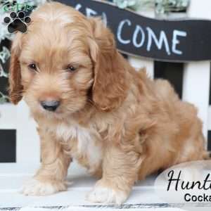 Hunter, Cockapoo Puppy