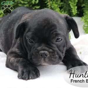 Hunter, French Bulldog Puppy