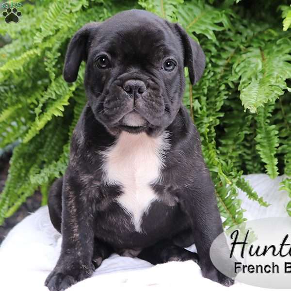 Hunter, French Bulldog Puppy