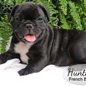 Hunter, French Bulldog Puppy