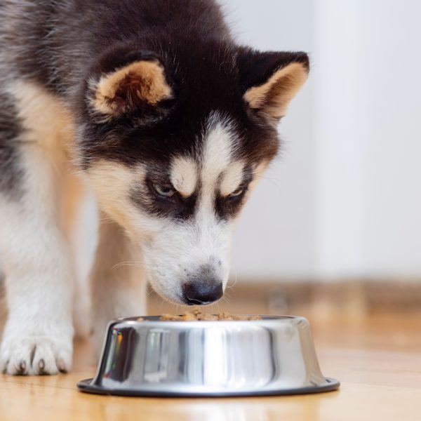 husky puppy sniffing at bowl of dog food