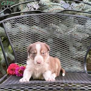 Chip, Border Collie Puppy