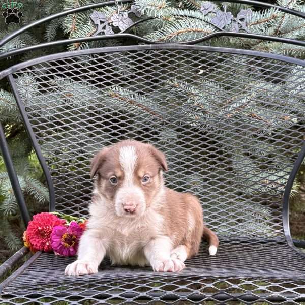 Chip, Borderdoodle Puppy