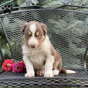 Cracker, Borderdoodle Puppy