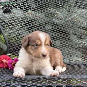 Cinnamon, Border Collie Puppy