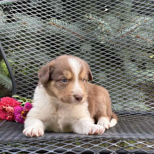 Cinnamon, Borderdoodle Puppy