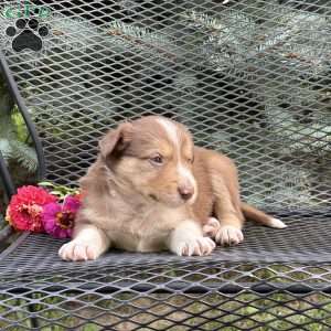 Copper, Border Collie Puppy
