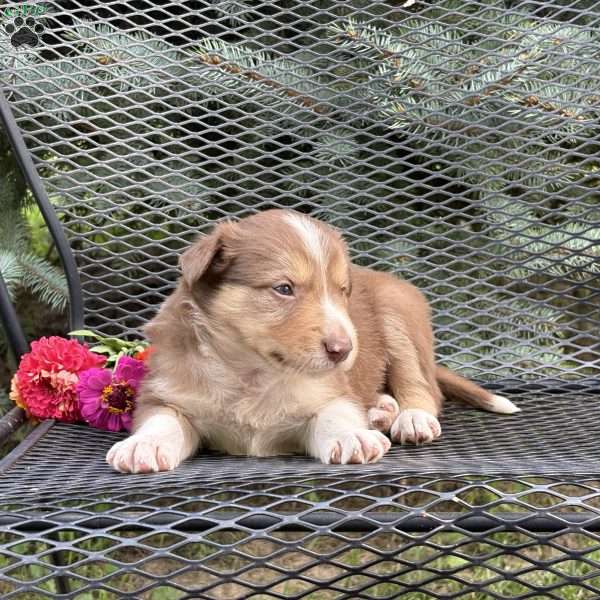 Copper, Borderdoodle Puppy