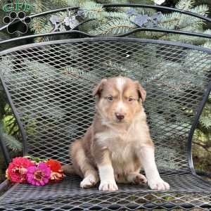 Copper, Borderdoodle Puppy