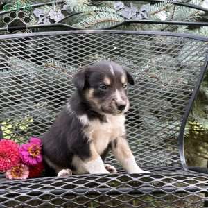 Cheddar, Borderdoodle Puppy