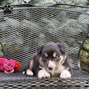 Clover, Border Collie Puppy