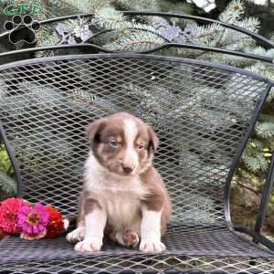 Chocolate, Border Collie Puppy