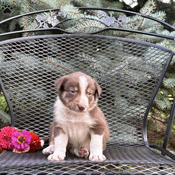 Chocolate, Borderdoodle Puppy